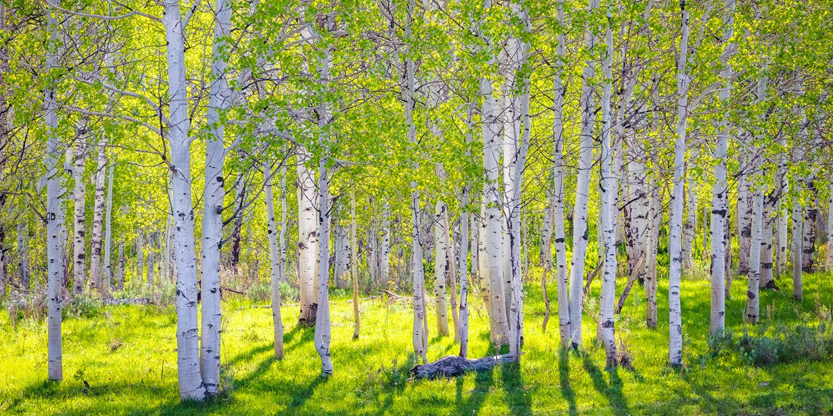 Early Morning Light in the Wasatch Backcountry
