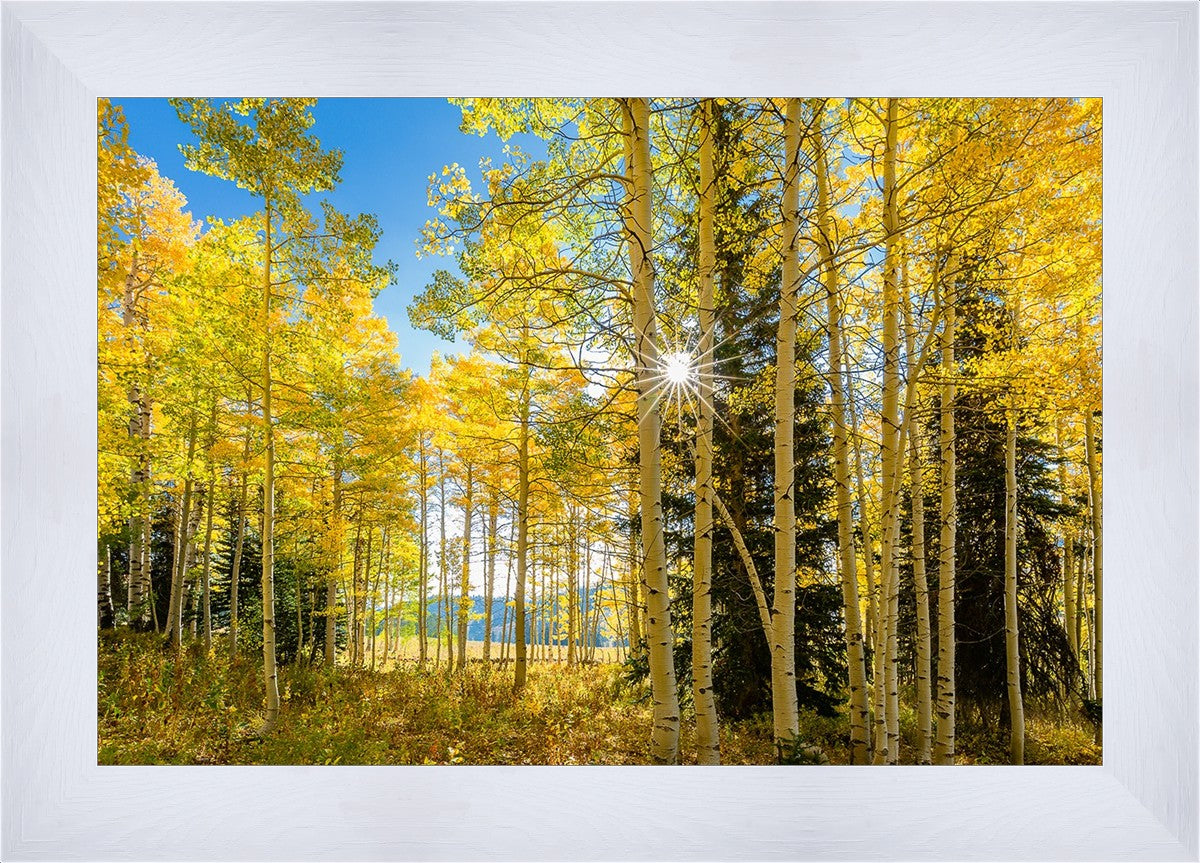Autumn in the Rocky Mountains, Wasatch National Forest, Utah