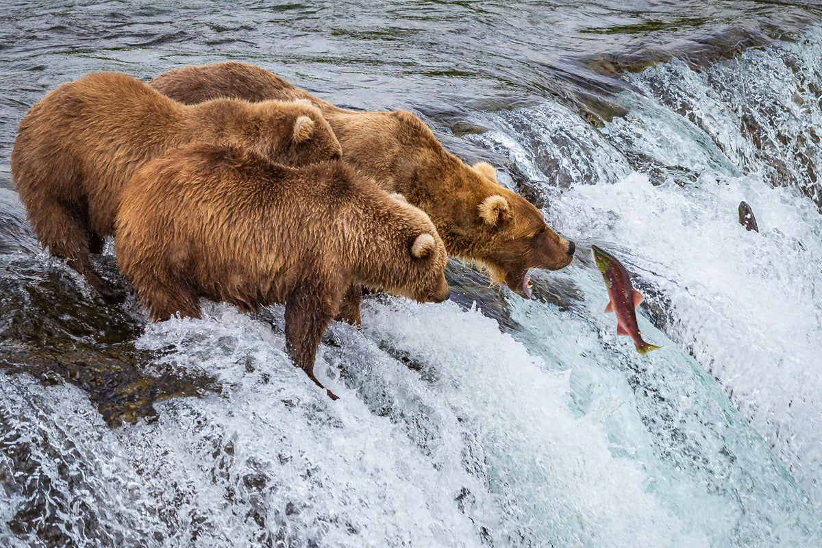 Grizzly Bears Fishing for Salmon at Katmai National Park Brooks Falls, Alaska
