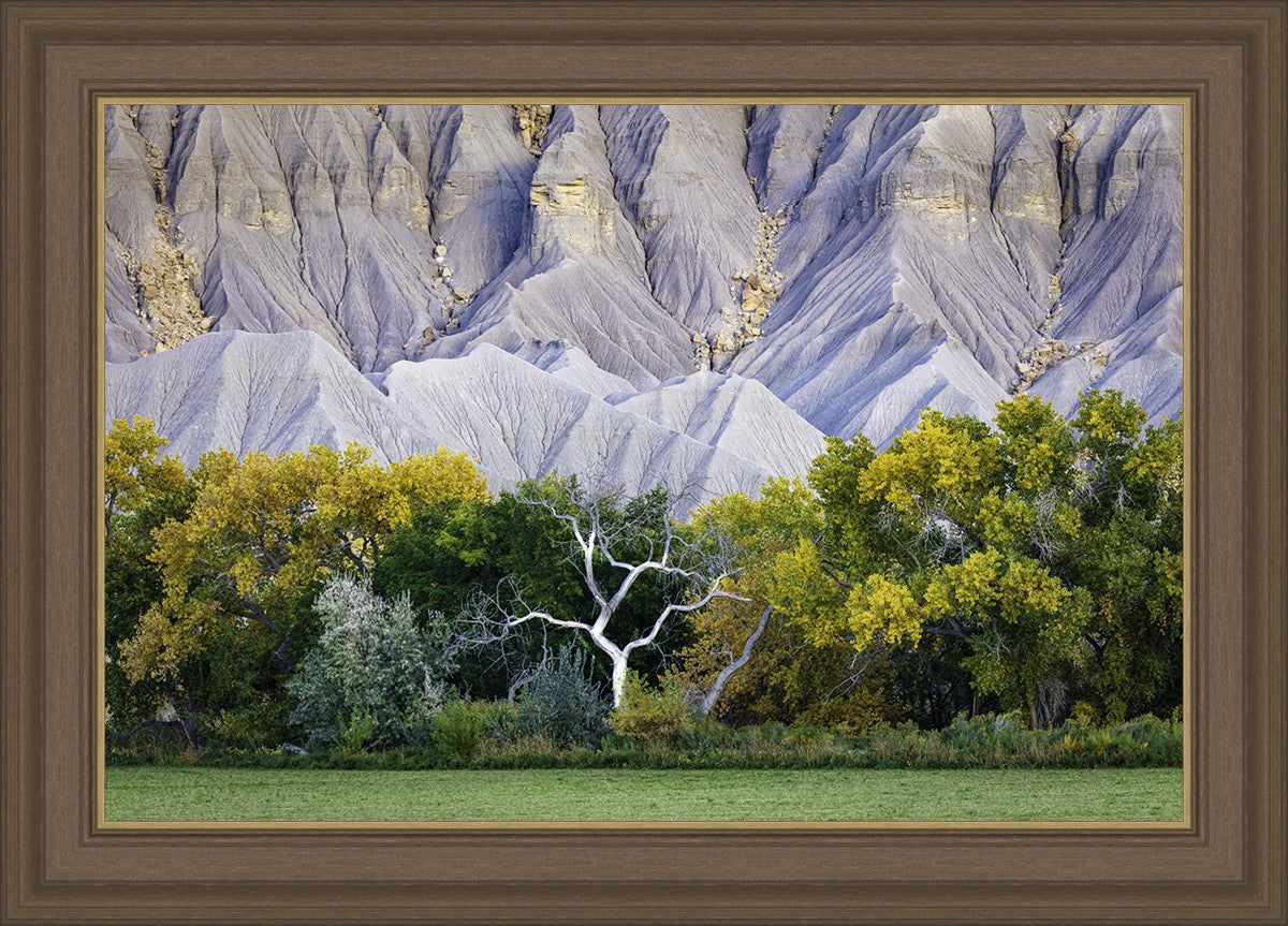Ghost Tree