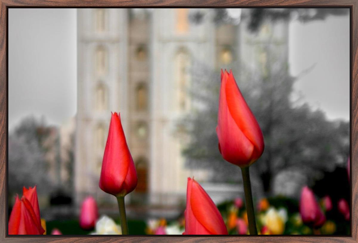 Salt Lake City Temple Beginning Transformation