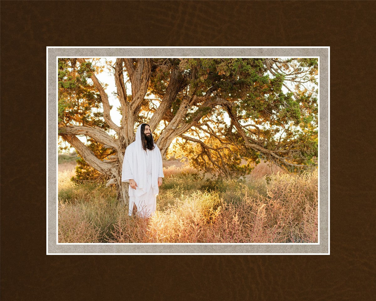 Our Tree of Life