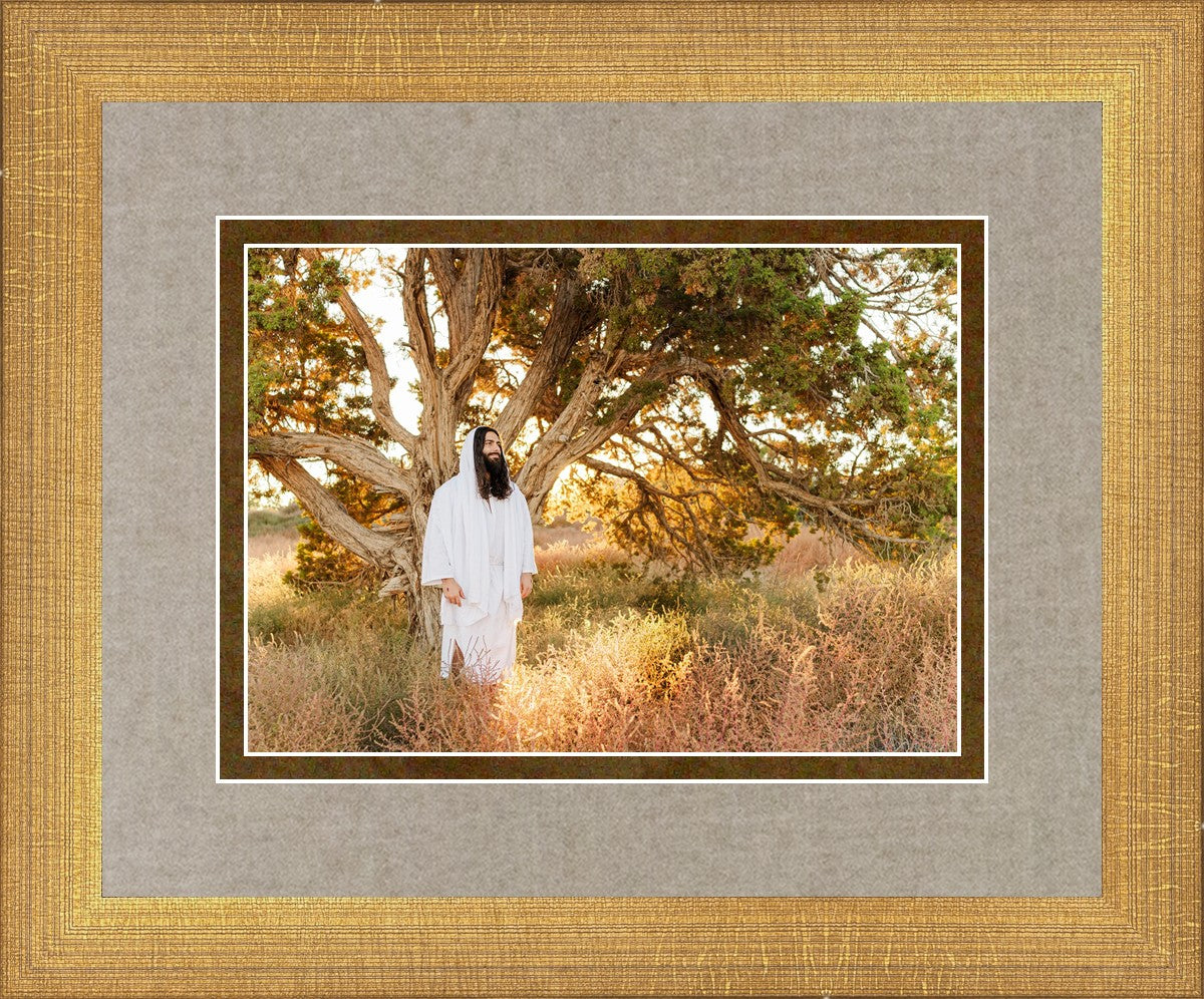Our Tree of Life