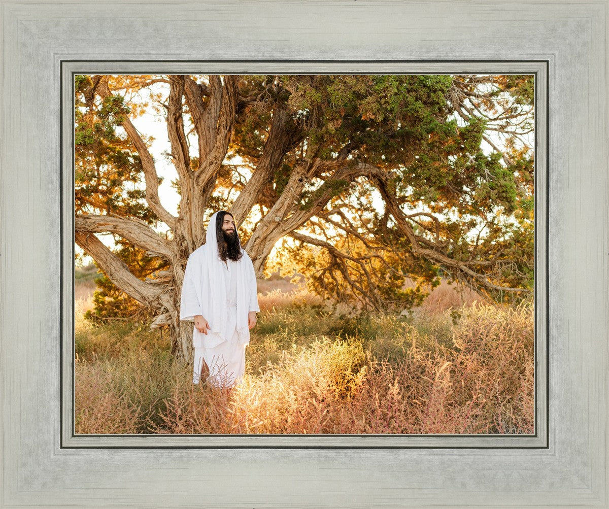 Our Tree of Life