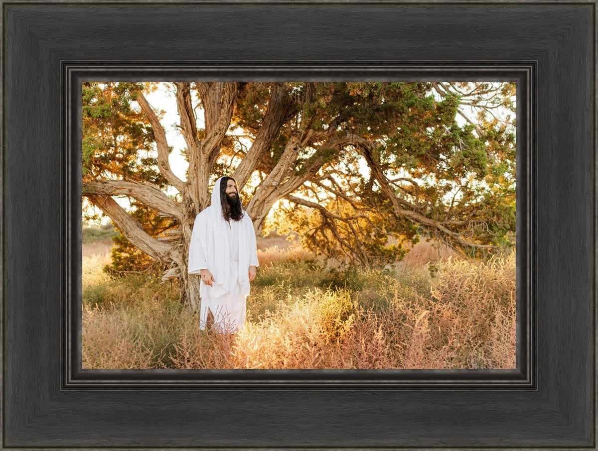Our Tree of Life