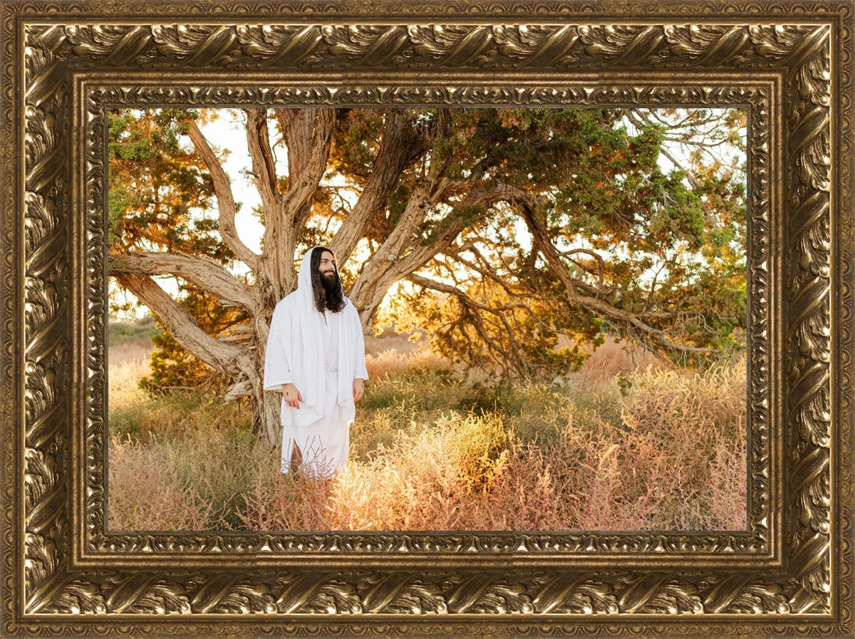 Our Tree of Life