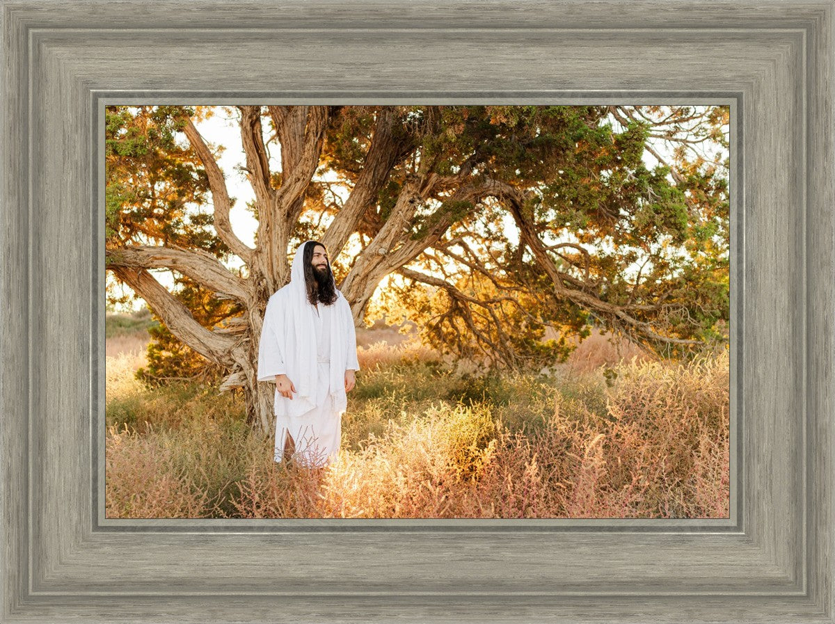 Our Tree of Life