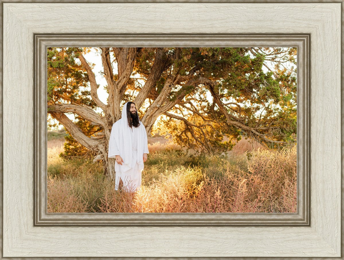 Our Tree of Life