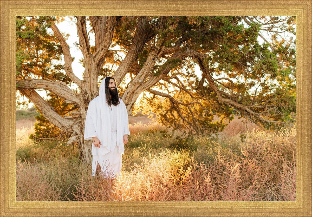 Our Tree of Life