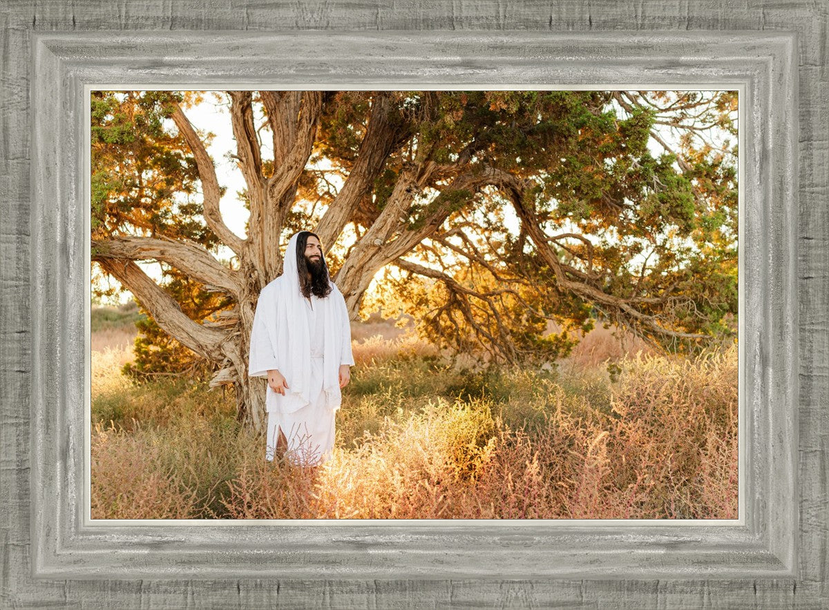 Our Tree of Life