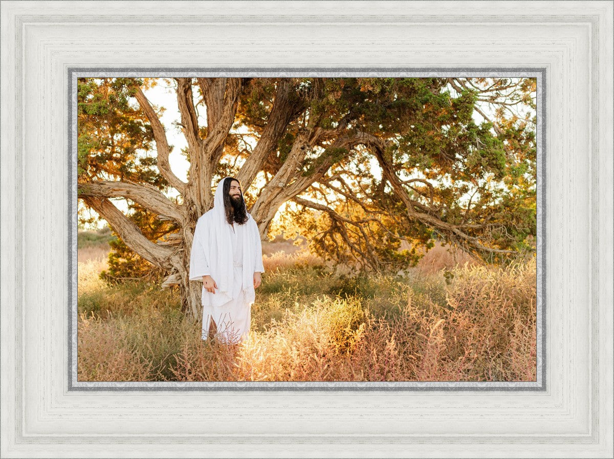 Our Tree of Life