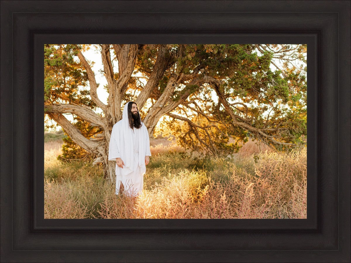 Our Tree of Life
