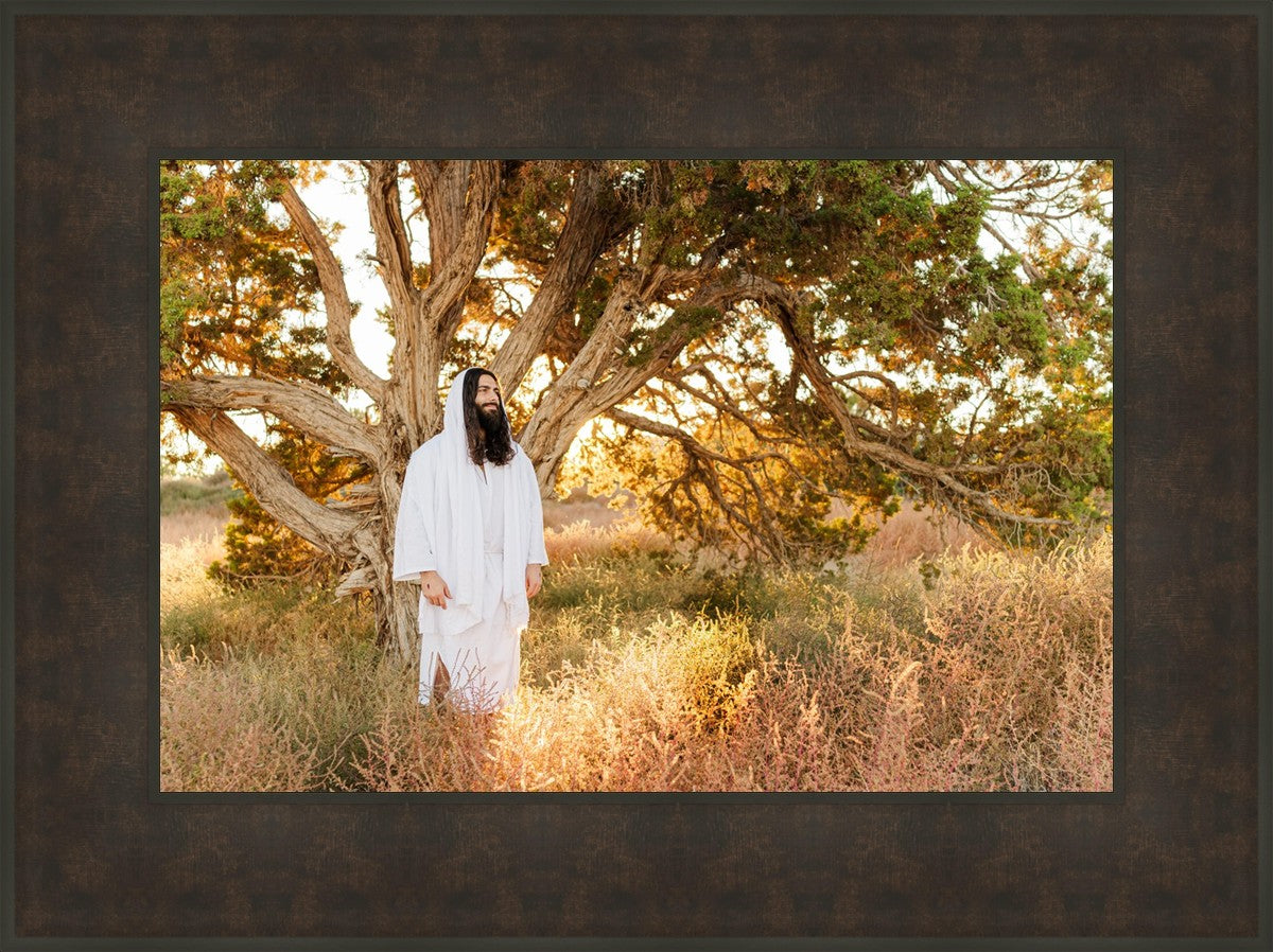 Our Tree of Life
