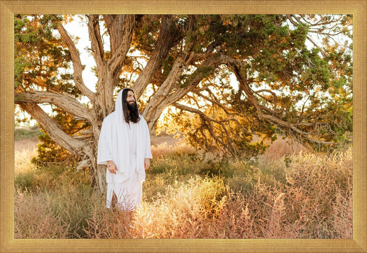 Our Tree of Life