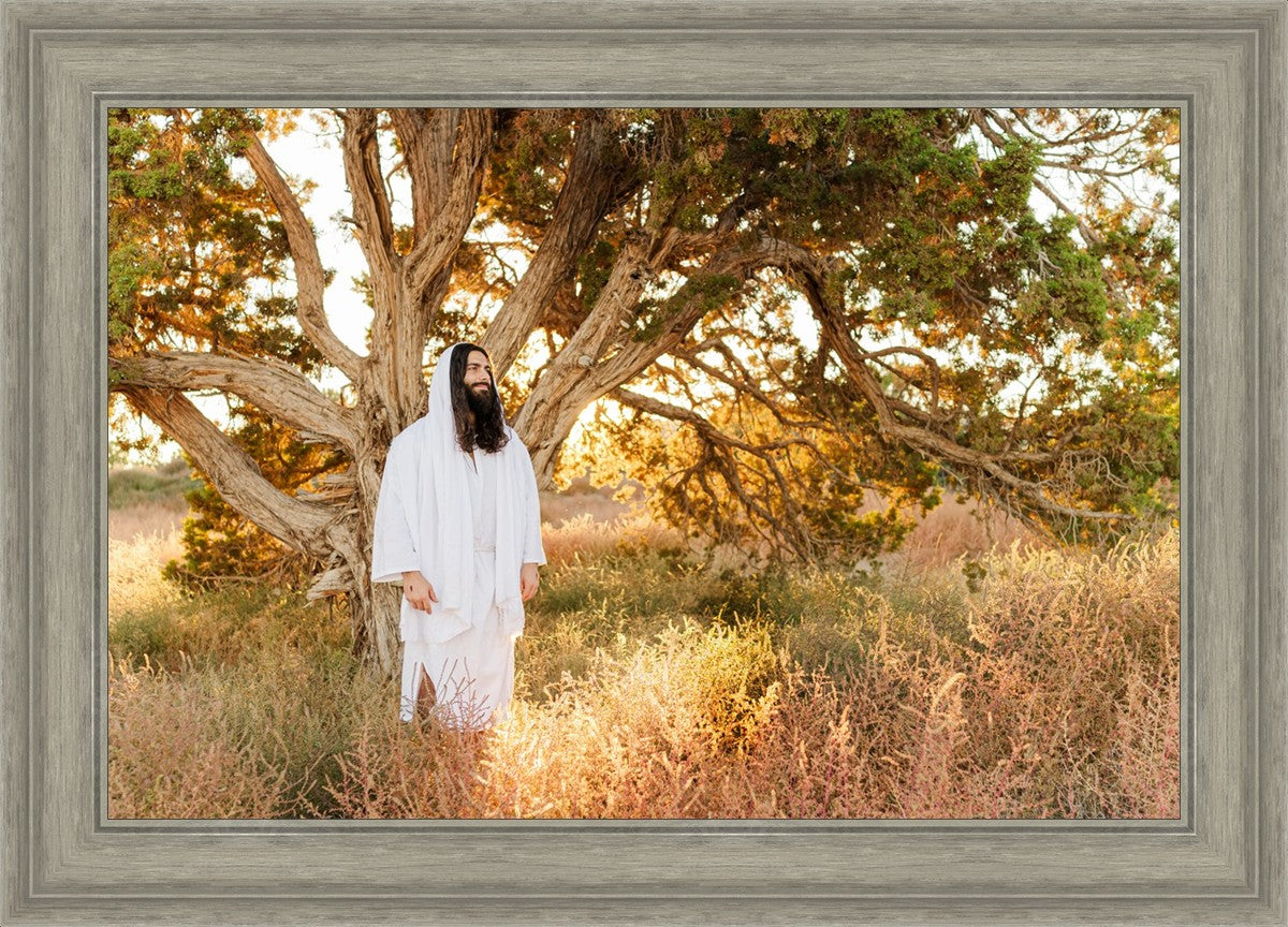 Our Tree of Life