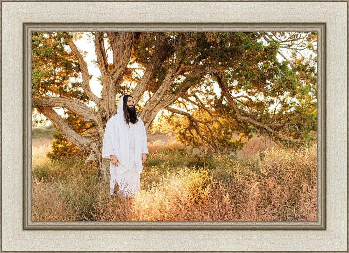 Our Tree of Life