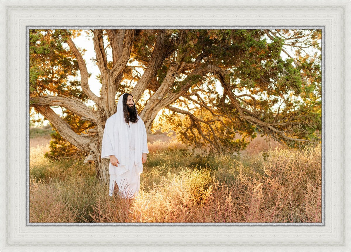 Our Tree of Life