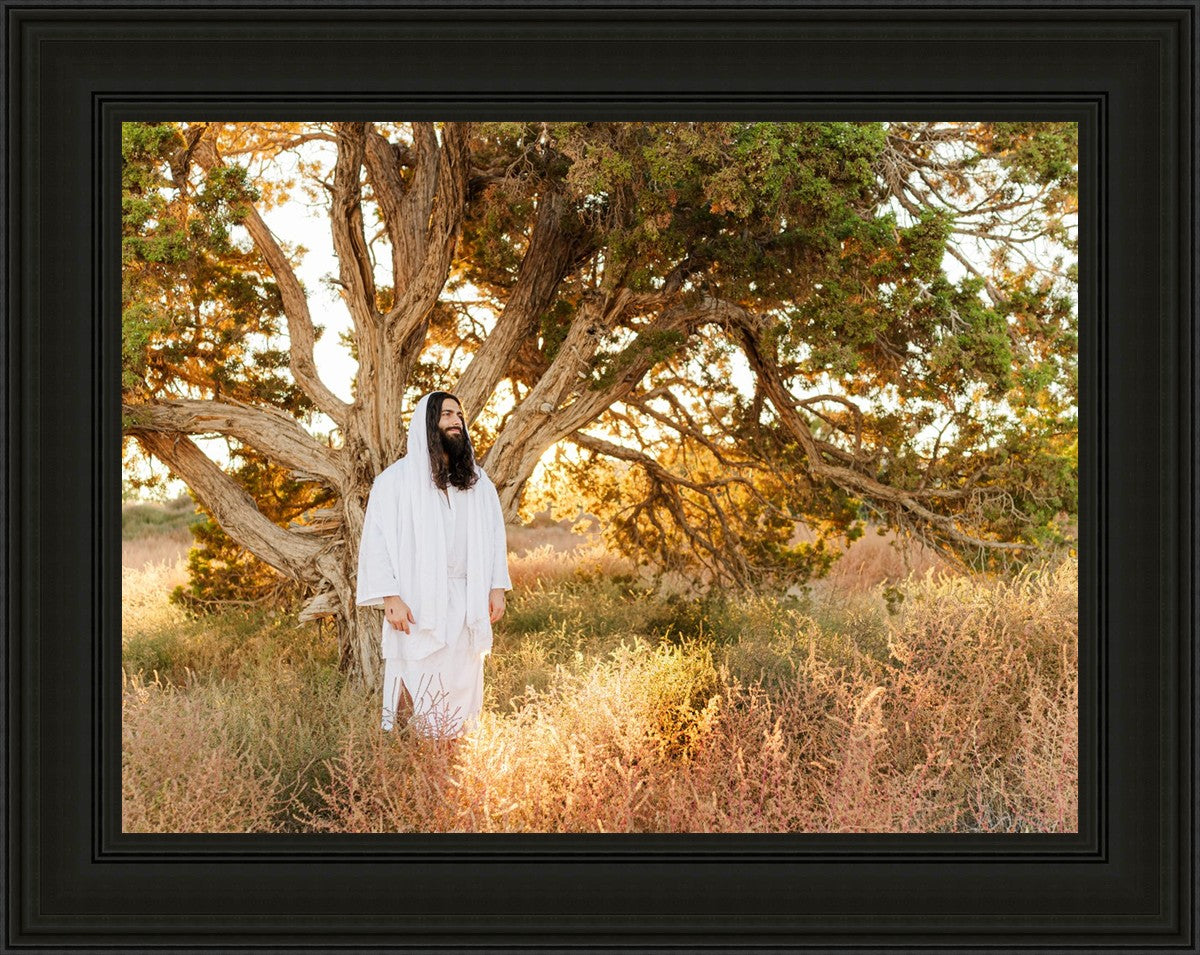 Our Tree of Life