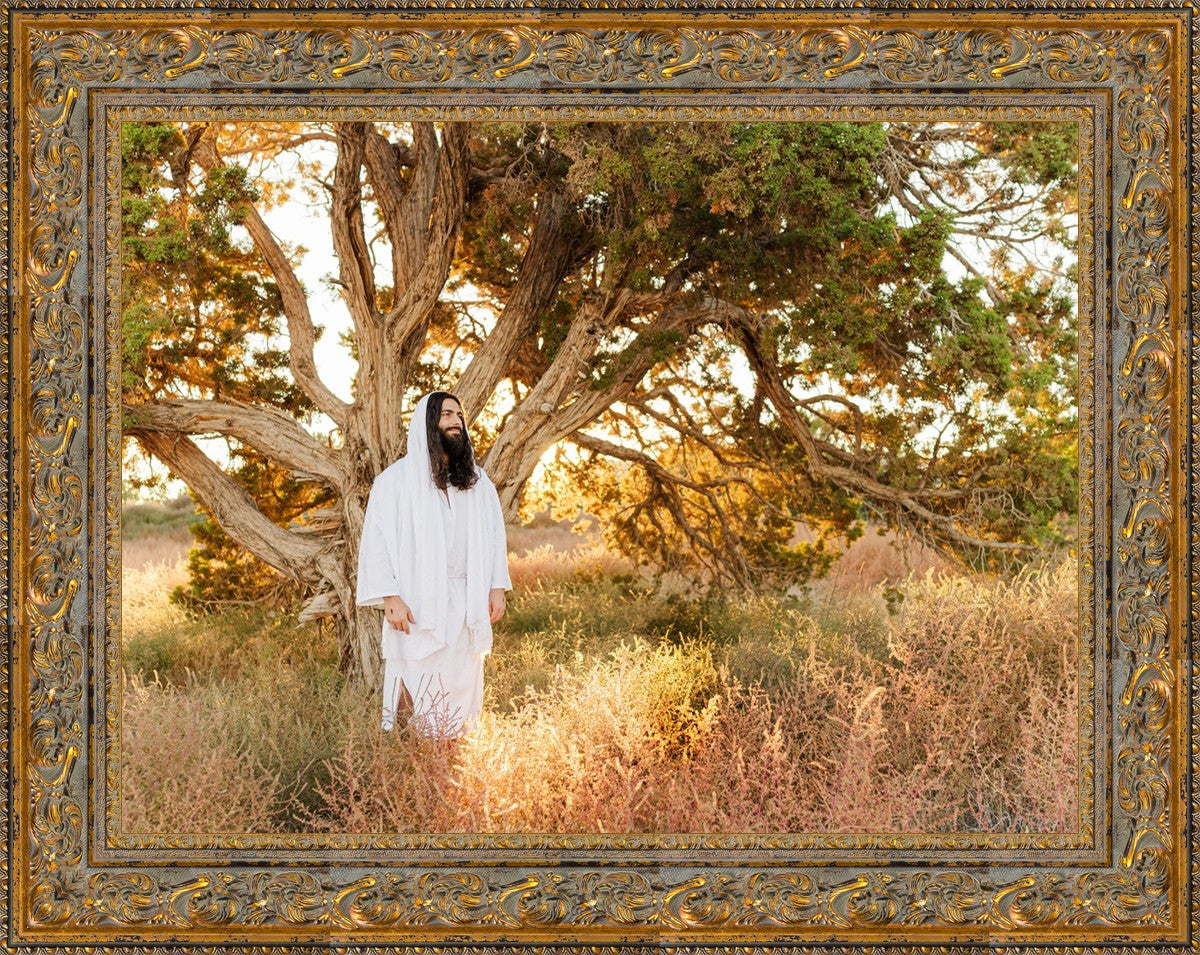 Our Tree of Life