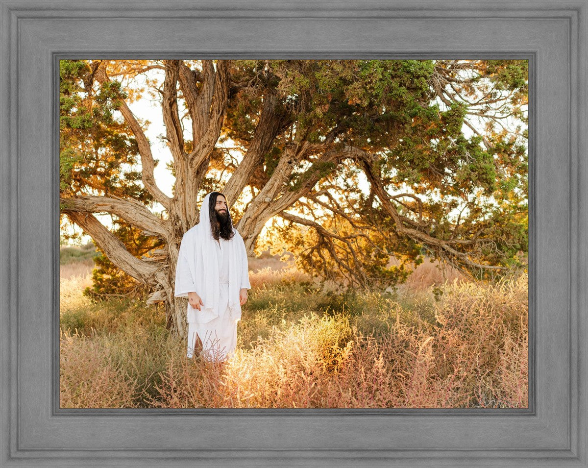 Our Tree of Life
