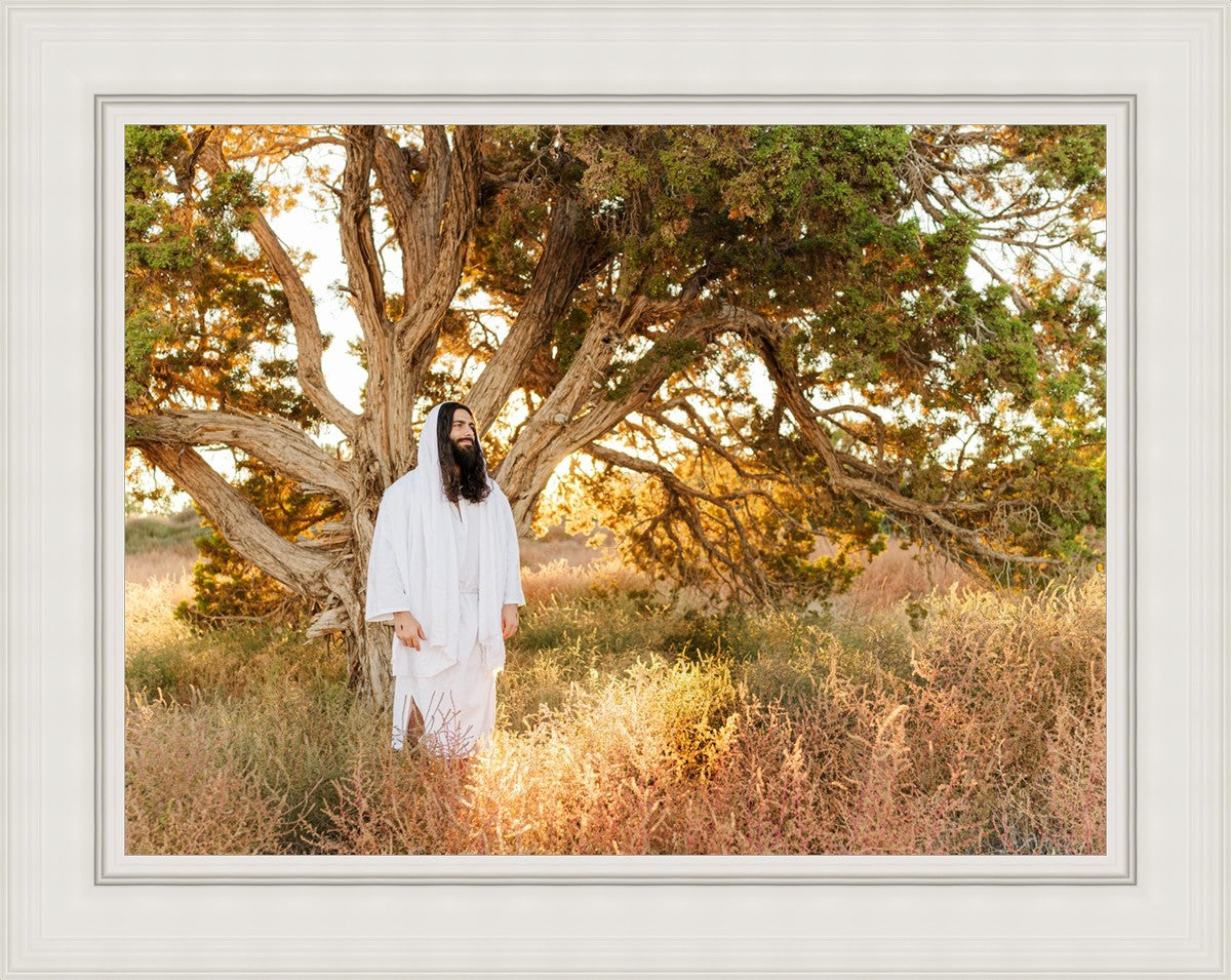 Our Tree of Life