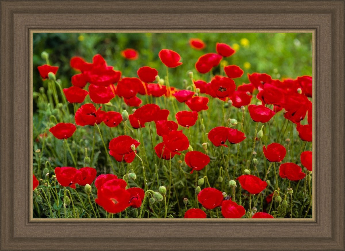 Plate 2 - Poppies in Abundance
