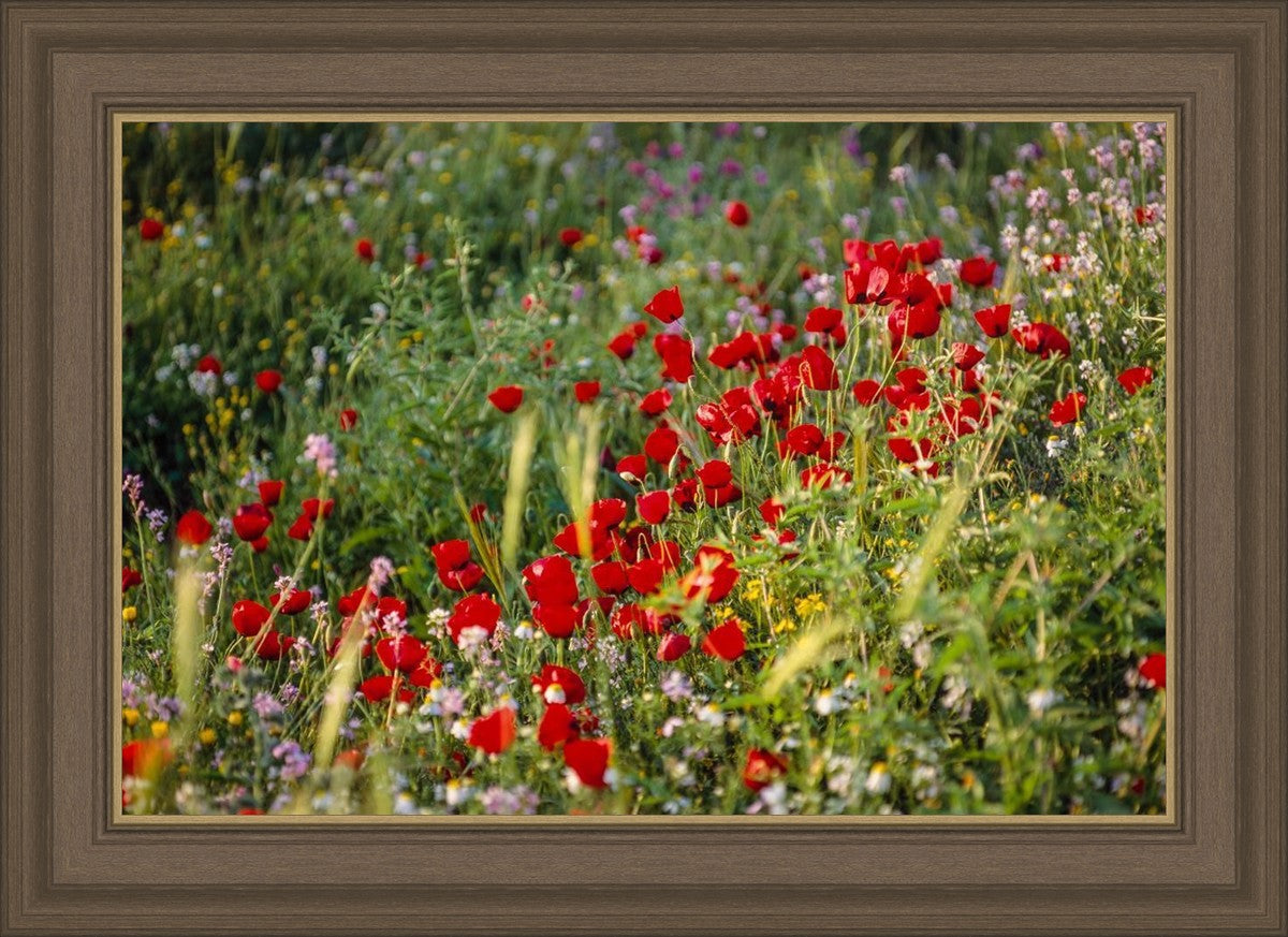 Plate 3 - Poppy Mix Judean Wilderness