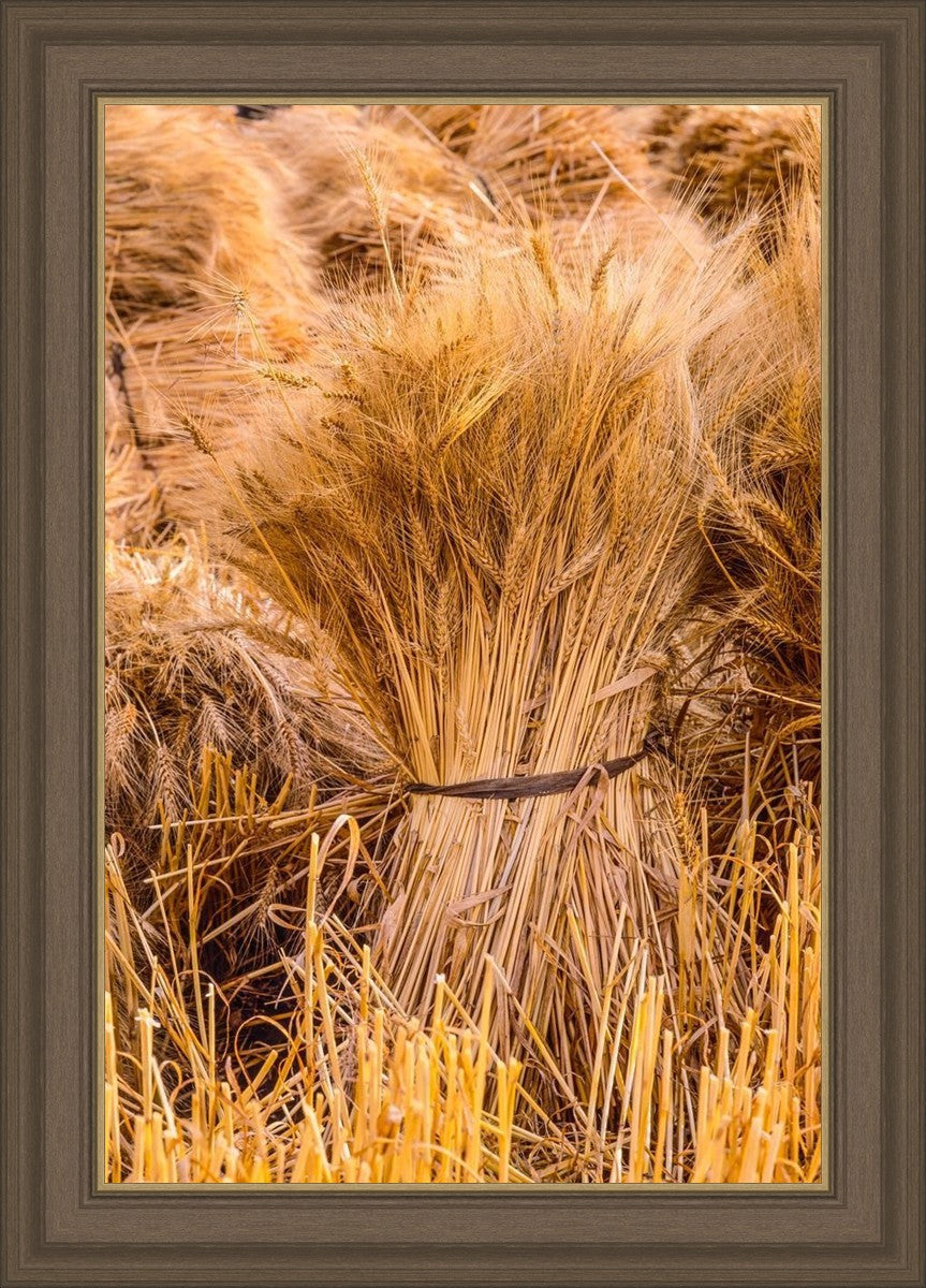 Plate 1 - Guatemala Highlands Shock of Wheat
