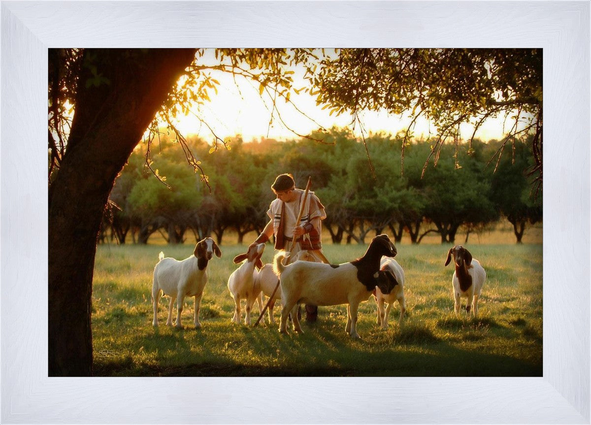 Tending the Flock