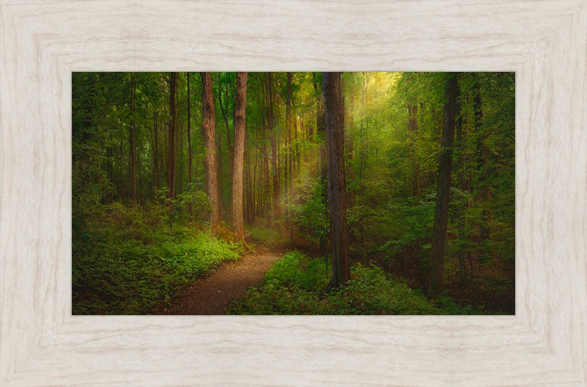 Sacred Grove