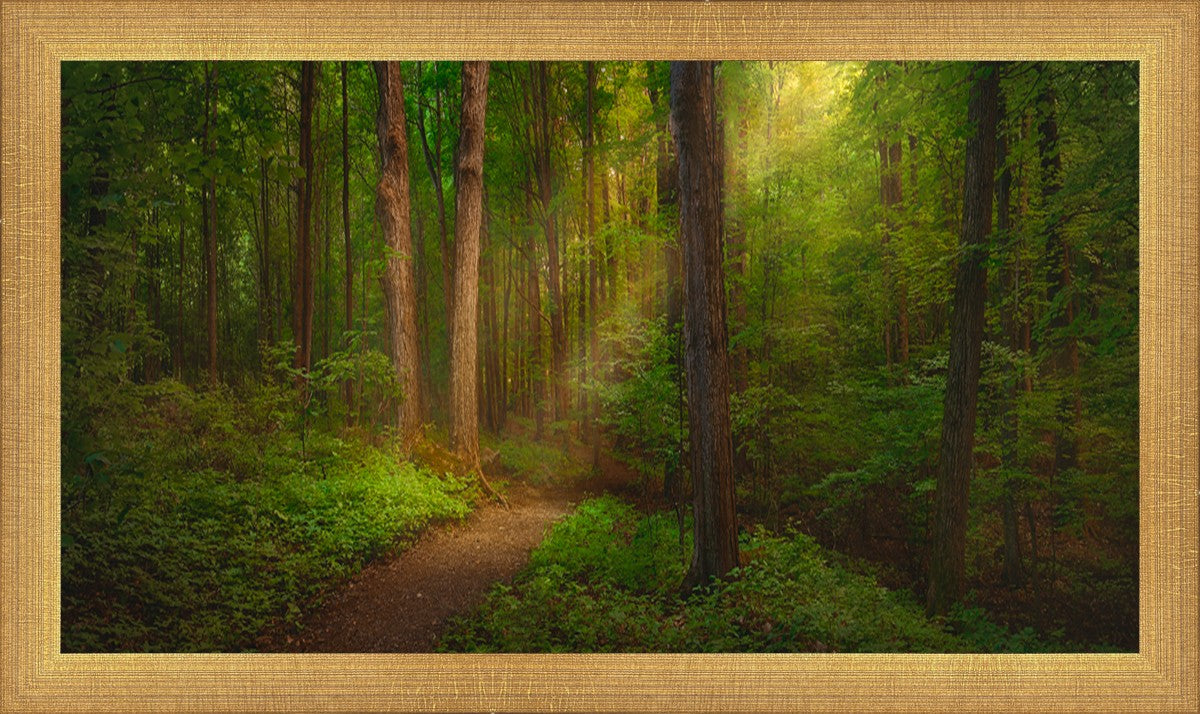 Sacred Grove