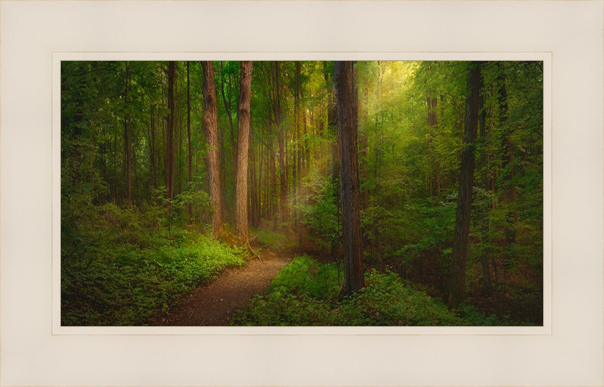 Sacred Grove