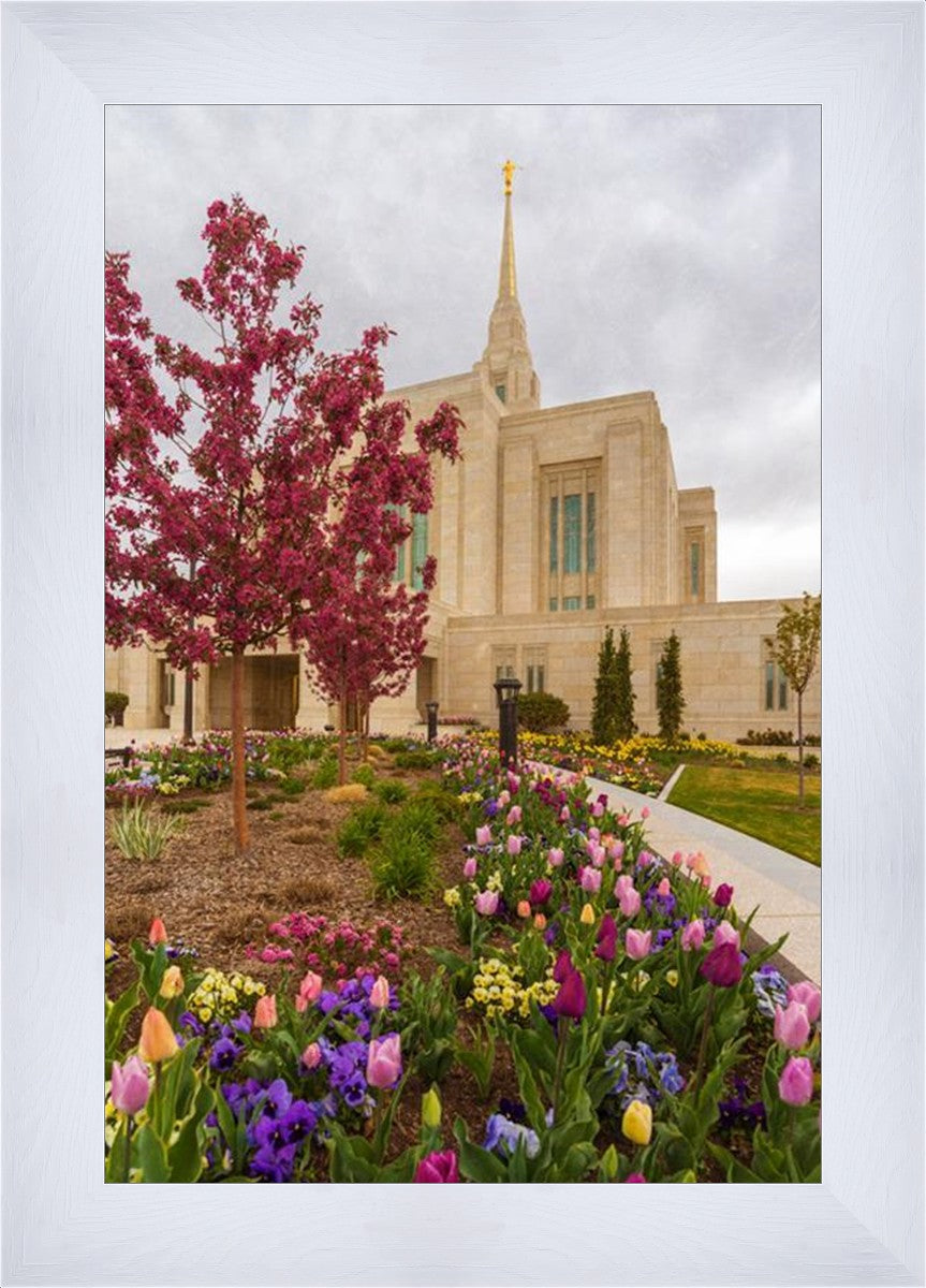 Ogden Tulips