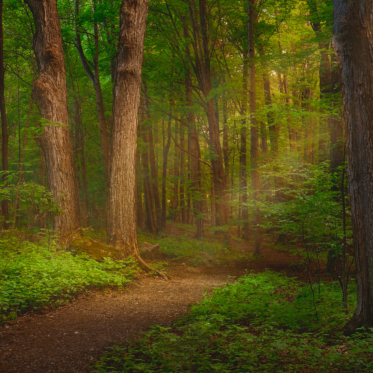 Sacred Grove