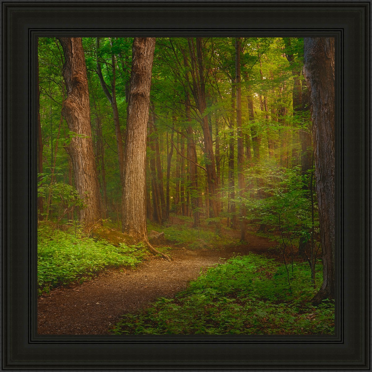 Sacred Grove