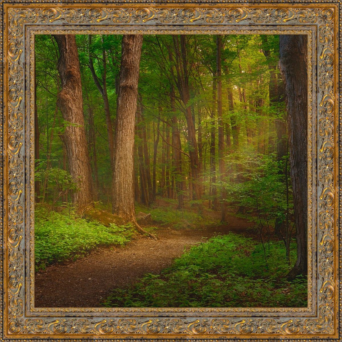 Sacred Grove