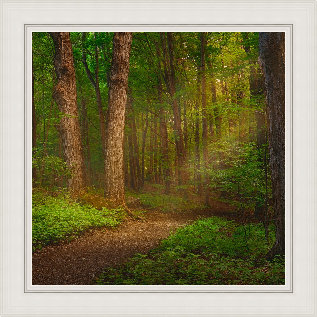 Sacred Grove