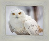 Snowy Owl, Haines, Alaska