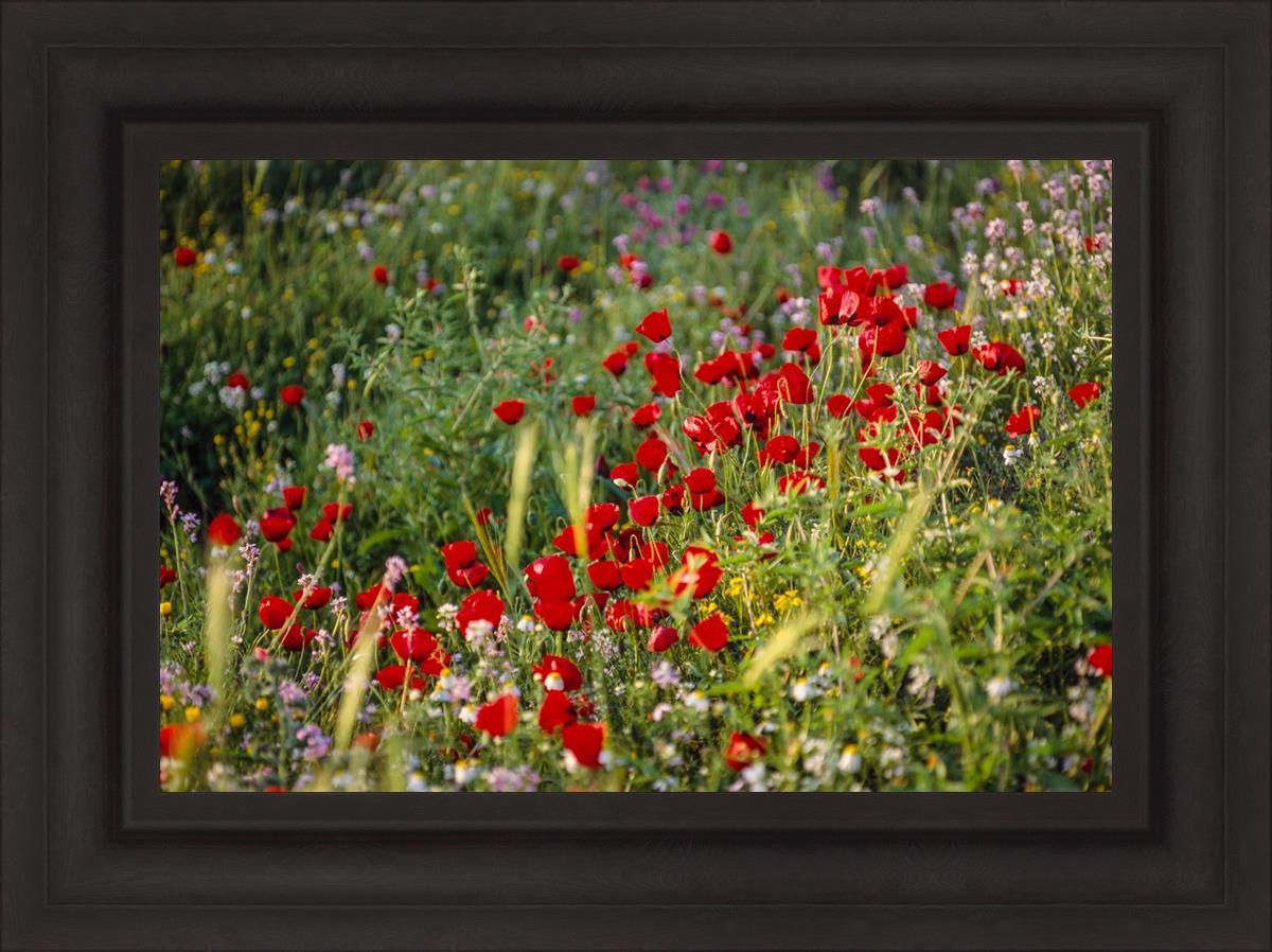 Plate 3 - Poppy Mix Judean Wilderness