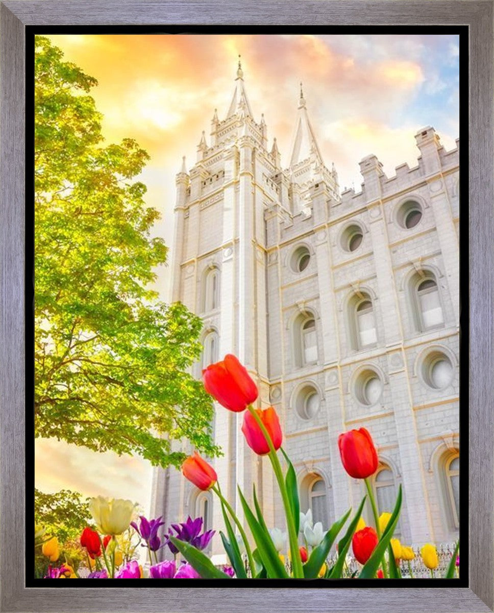 Salt Lake Spring Tulips