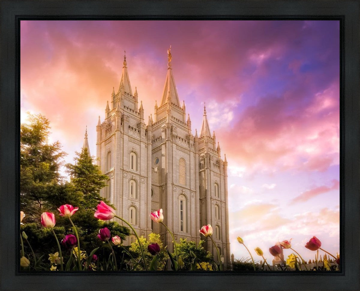 Salt Lake Tulips