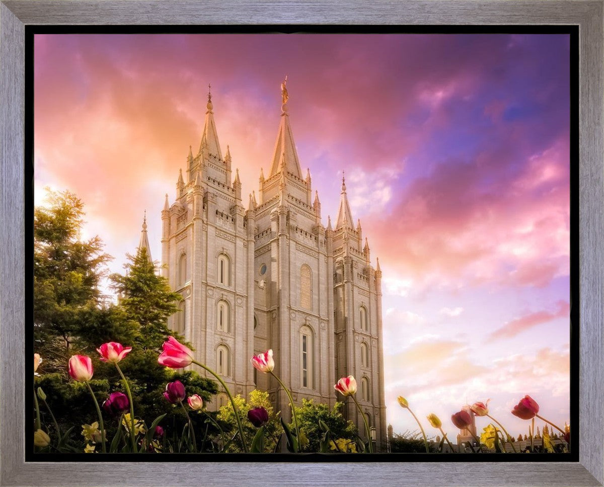 Salt Lake Tulips