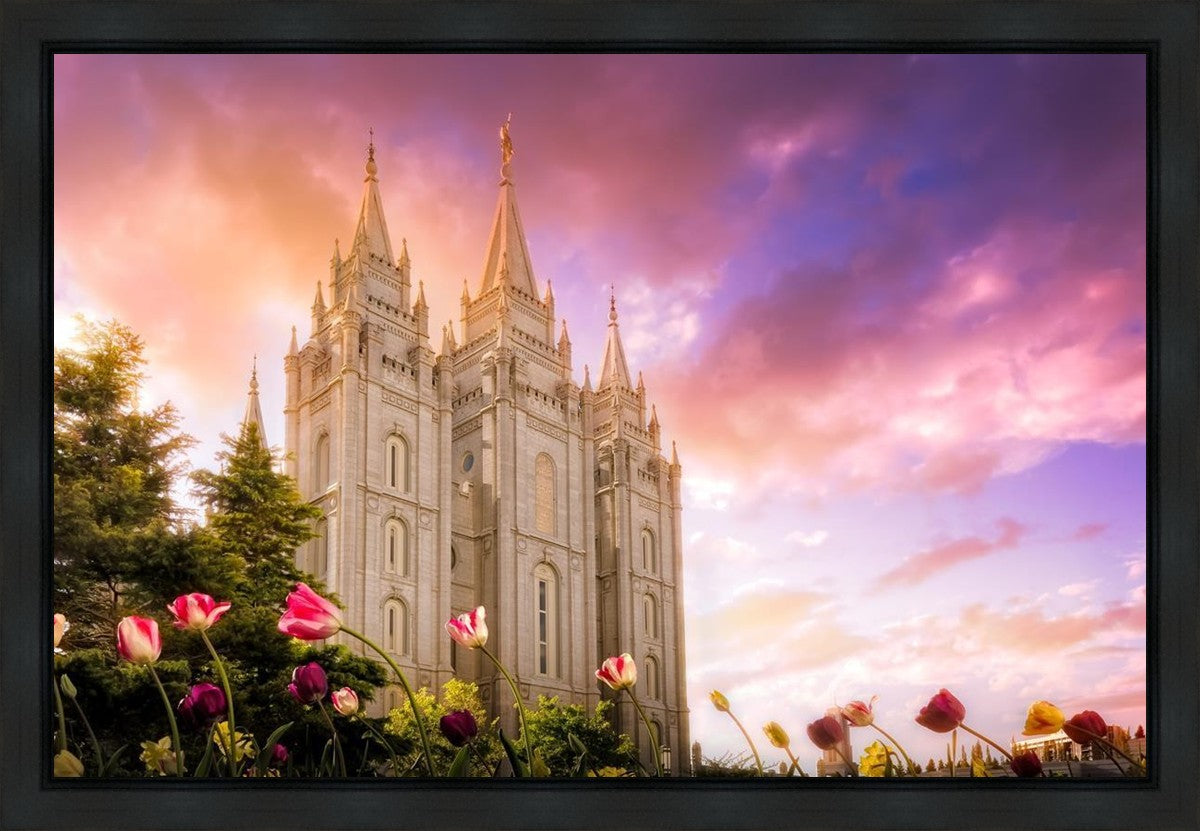 Salt Lake Tulips