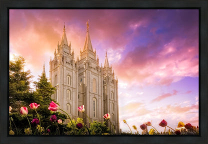 Salt Lake Tulips