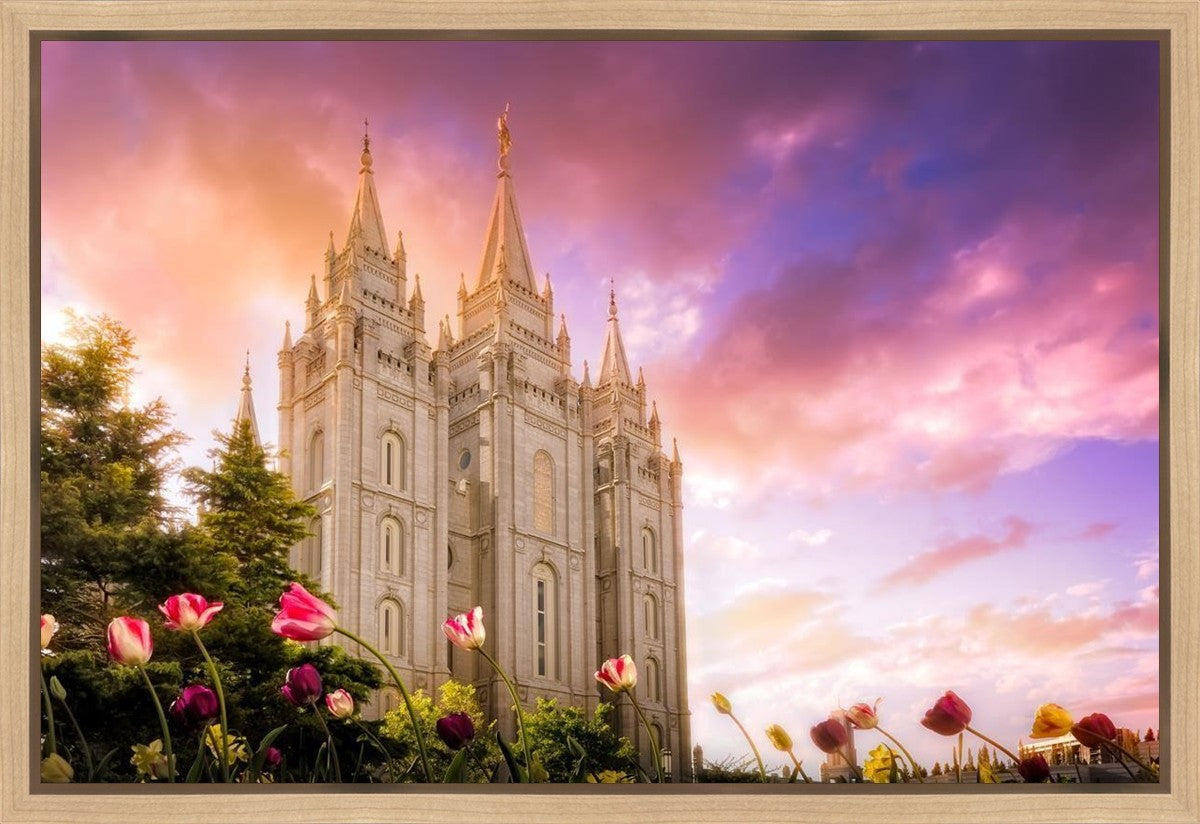 Salt Lake Tulips
