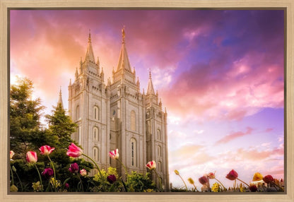 Salt Lake Tulips