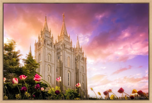 Salt Lake Tulips