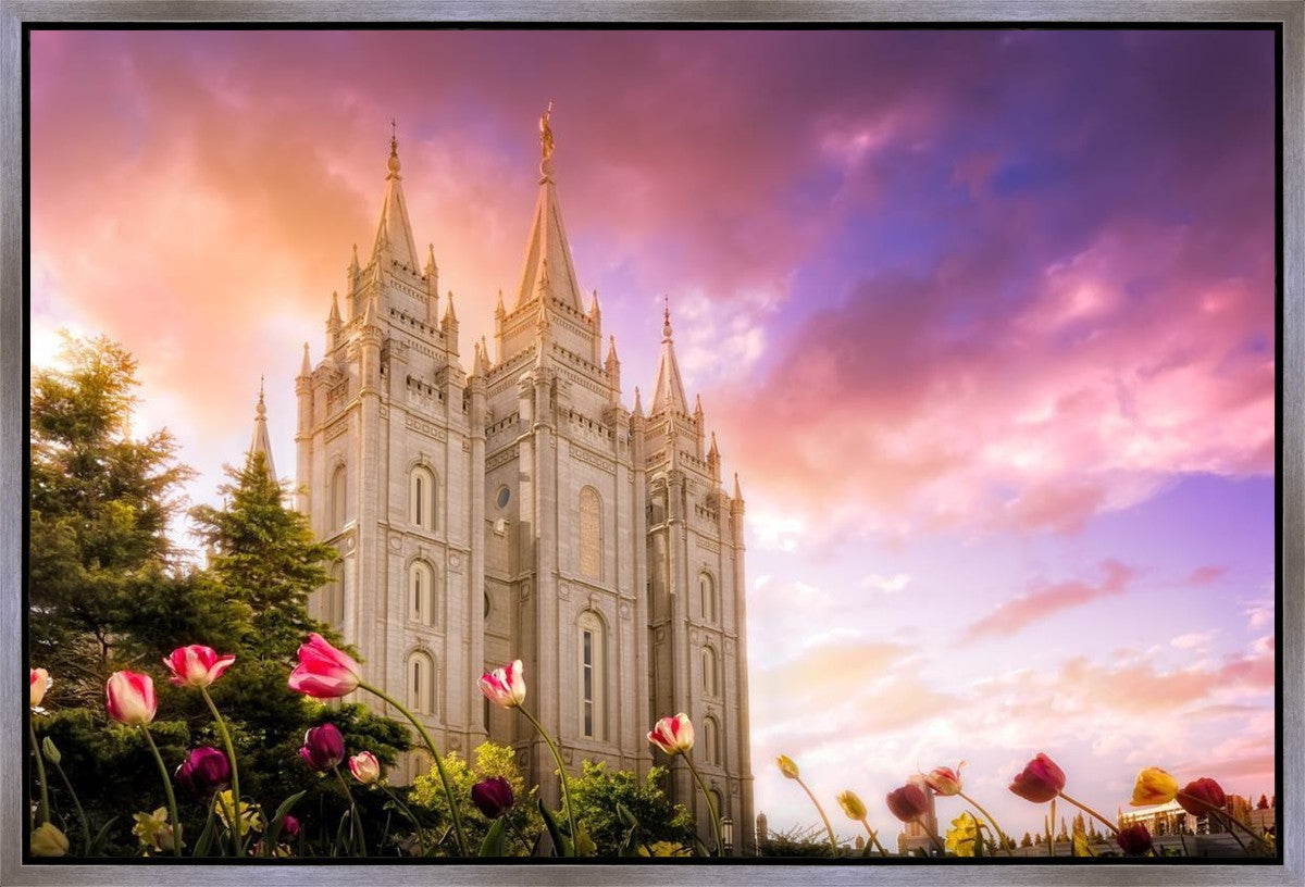 Salt Lake Tulips