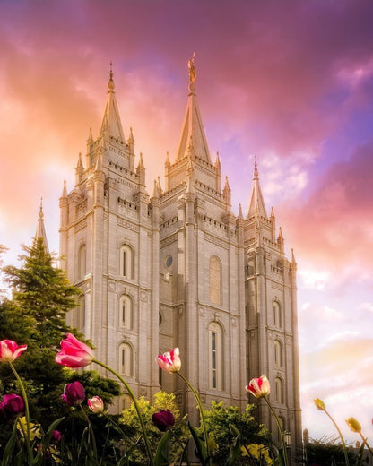 Salt Lake Tulips