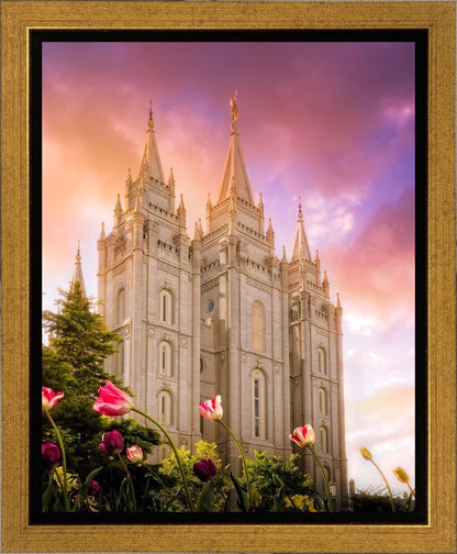 Salt Lake Tulips